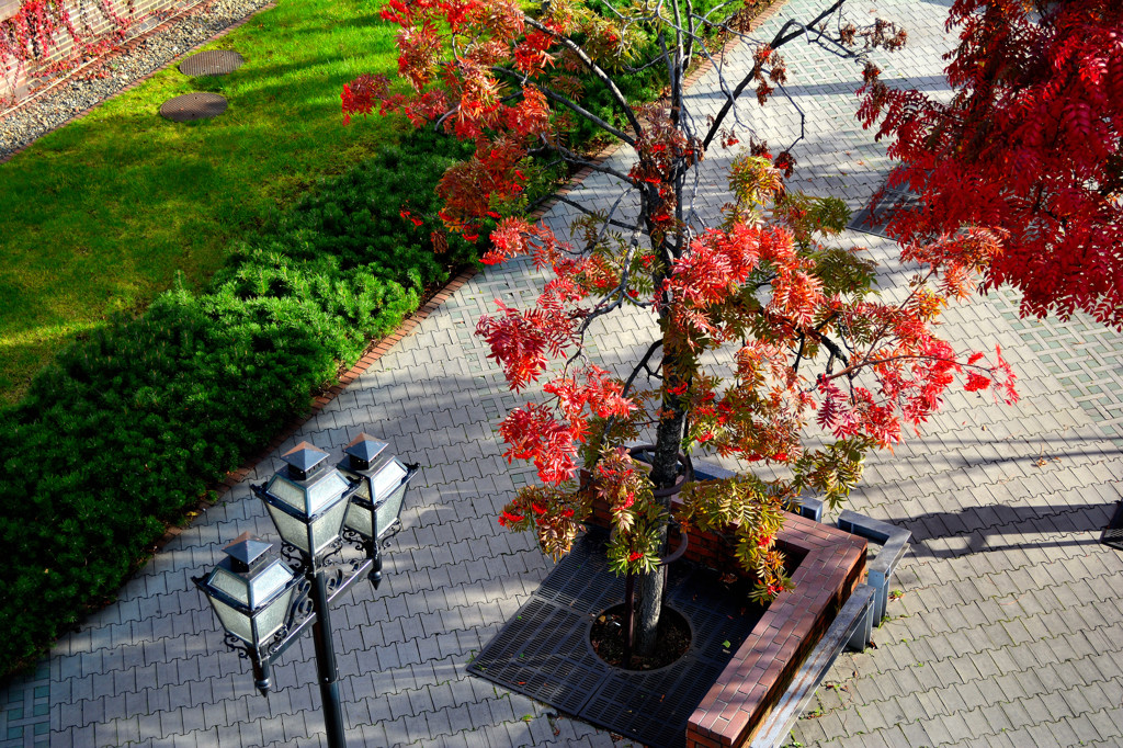 紅葉の風景　歩道橋の上から