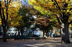 大通公園点描　秋から冬へ