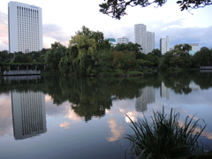 夕暮れの中島公園菖蒲池