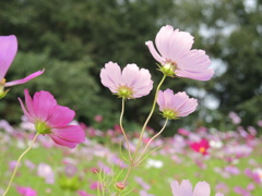 札幌百合が原公園…コスモス畑