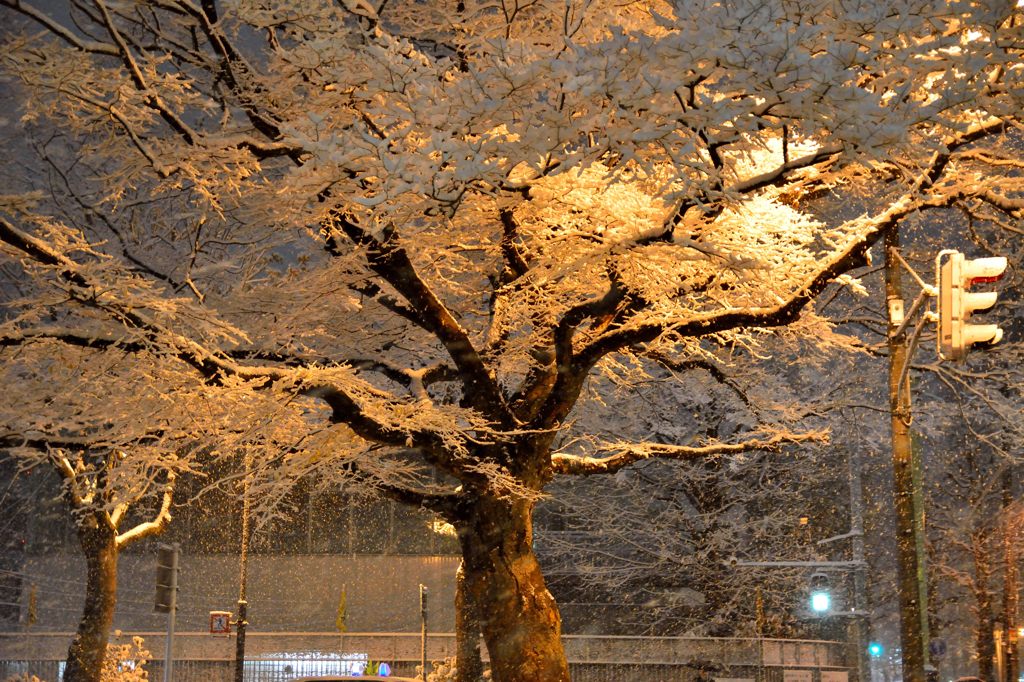 雪の花