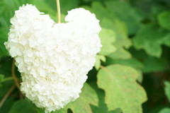 heat hydrangea