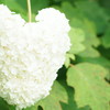 heat hydrangea