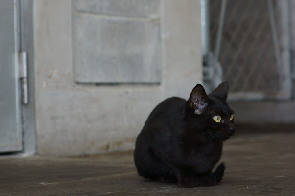 black cat