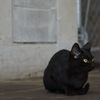 black cat