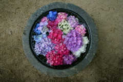 生けられた紫陽花