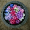 生けられた紫陽花