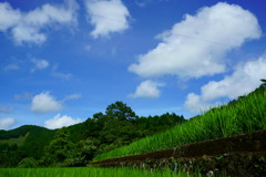 緑・青・白