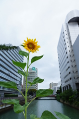 背比べ