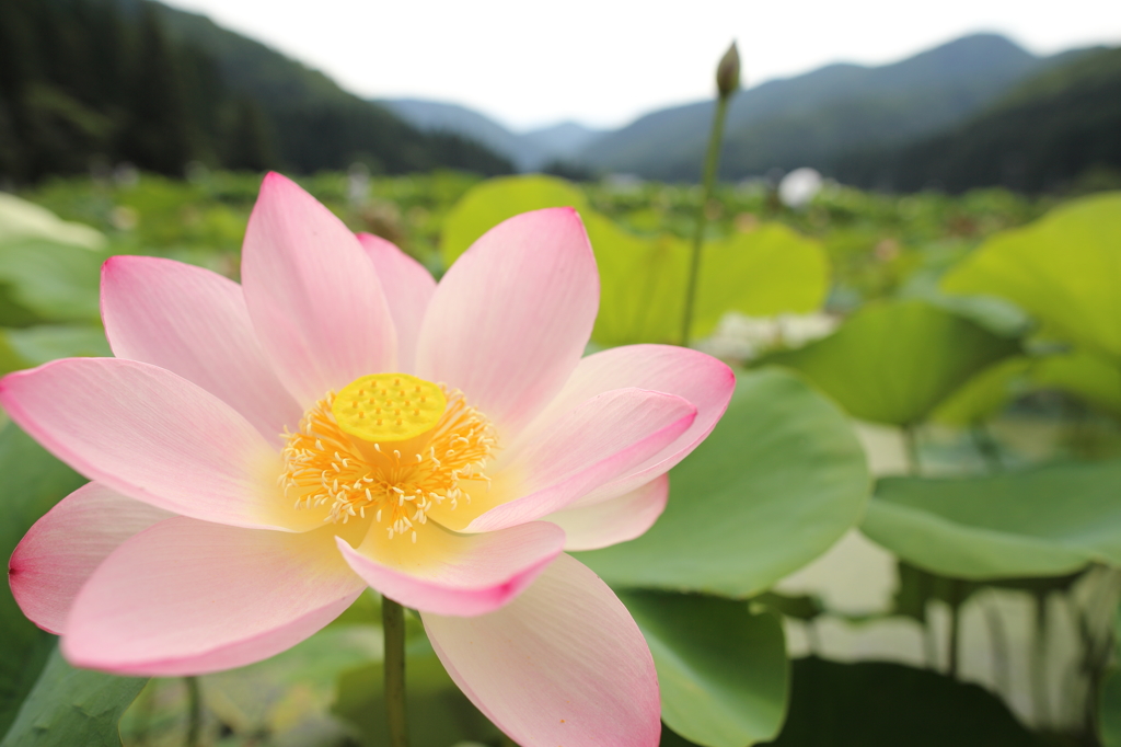 蓮公園