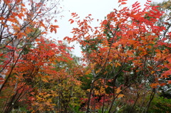 DSCF3210