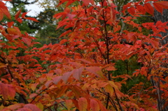 DSCF3204
