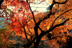紅葉8