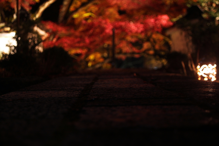 紅葉2