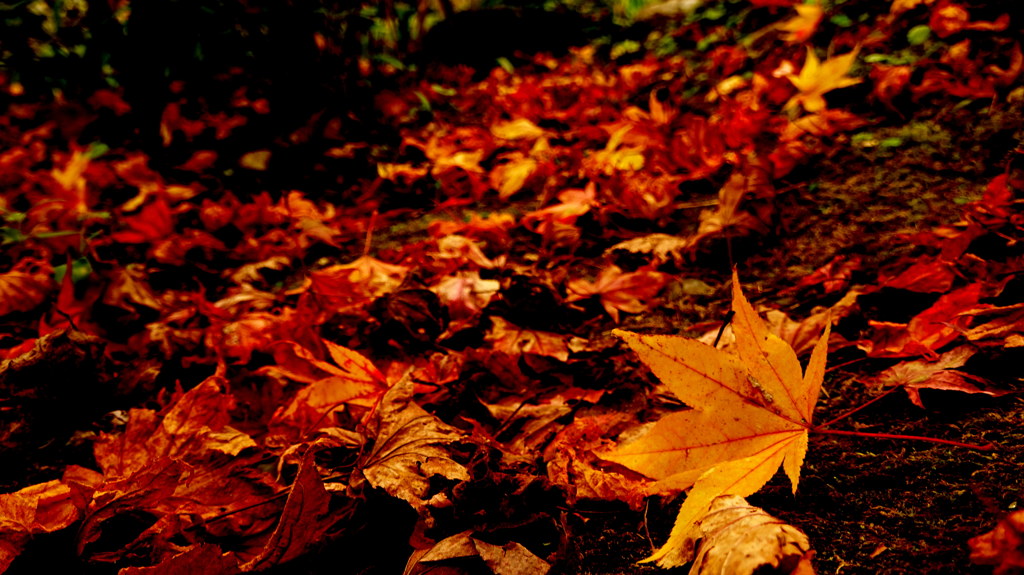 京の紅葉10