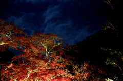 紅葉1