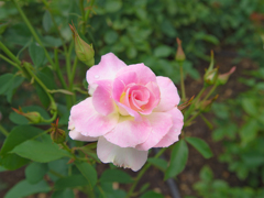 IMGP3287 
