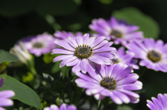 IMGP2437_1