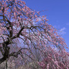 IMGP0408