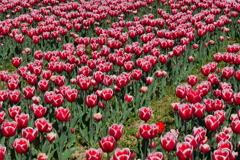 チューリップ