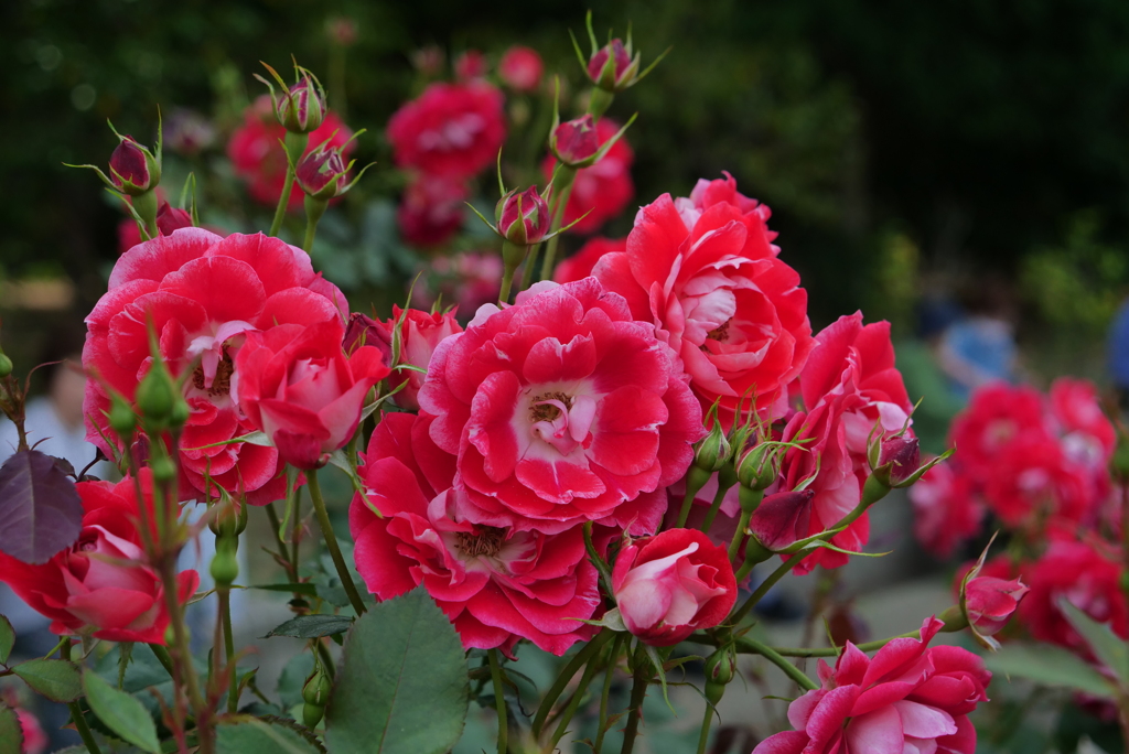 バラ　(ピカソ)