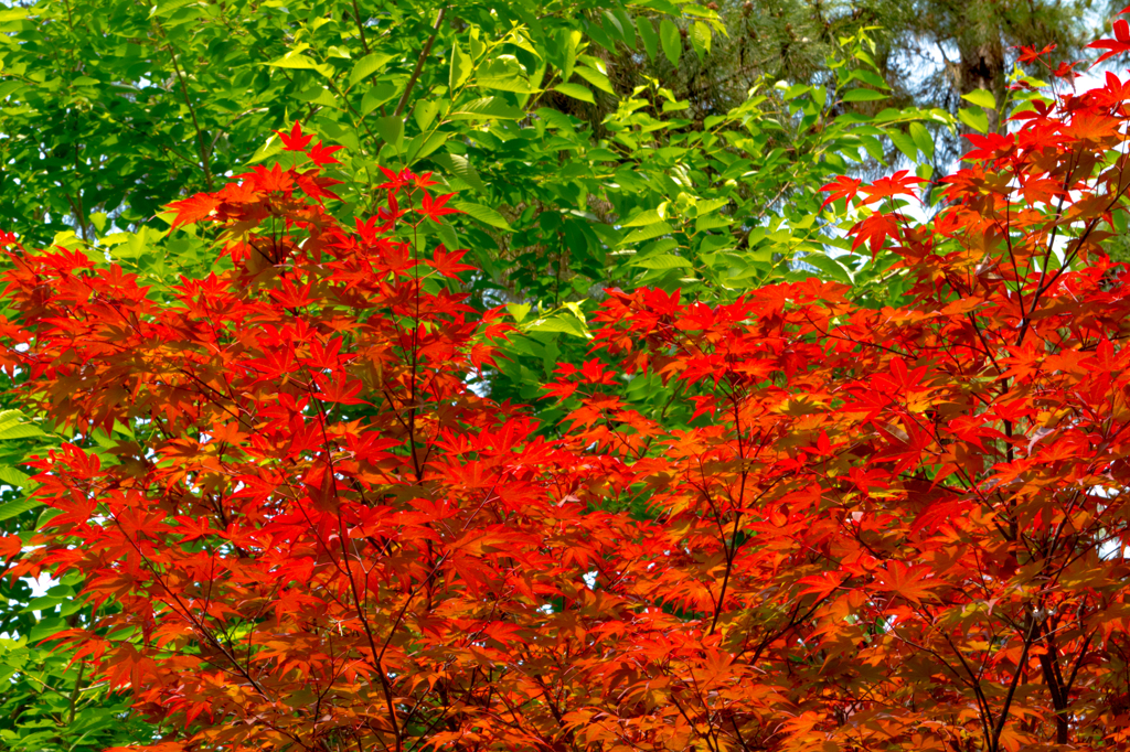 季節はずれの紅葉