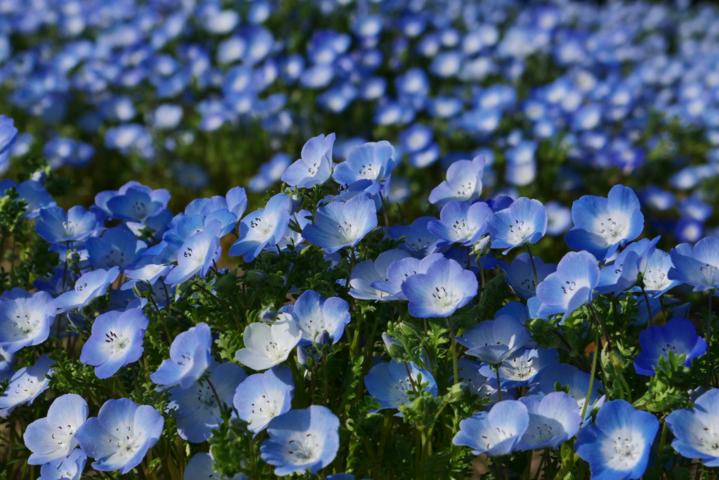 ネモフィラ