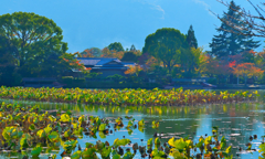 大沢池