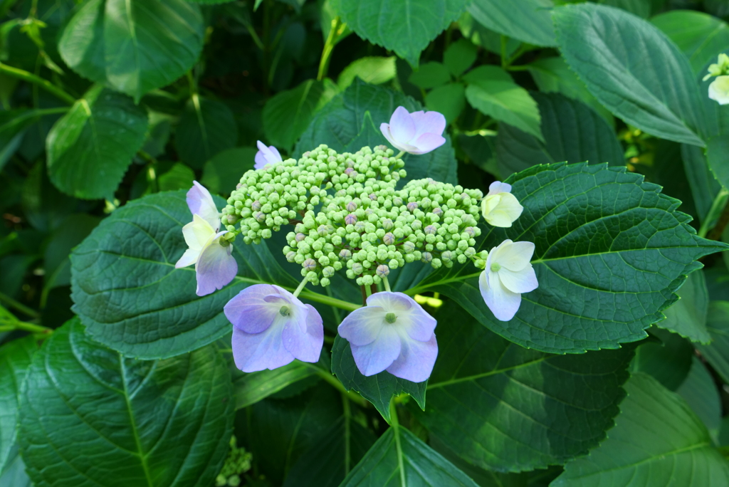 紫陽花