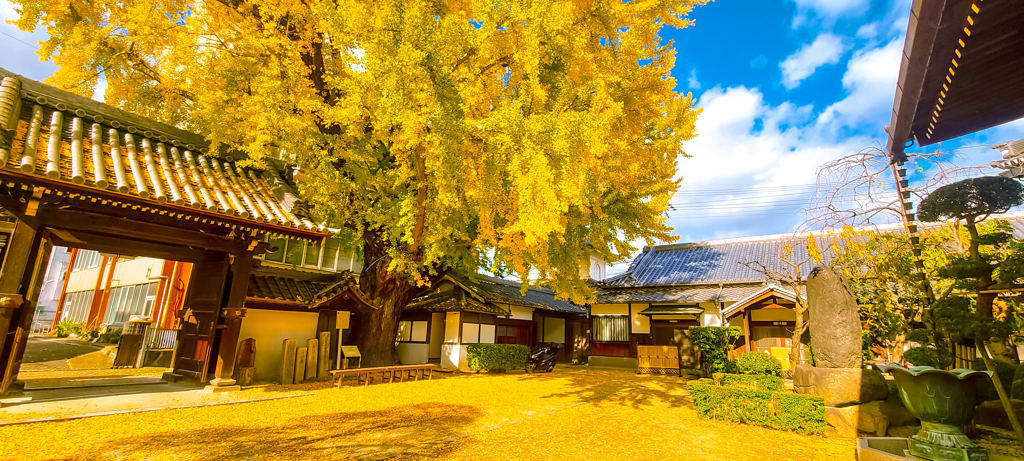 難宗寺の銀杏