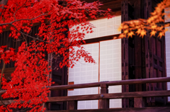 紅葉