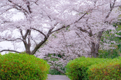 桜