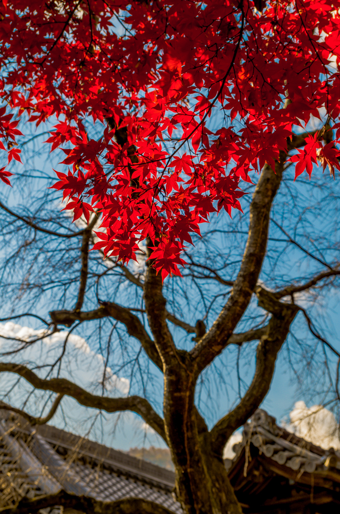 紅葉