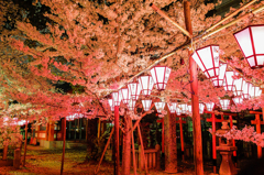 夜桜