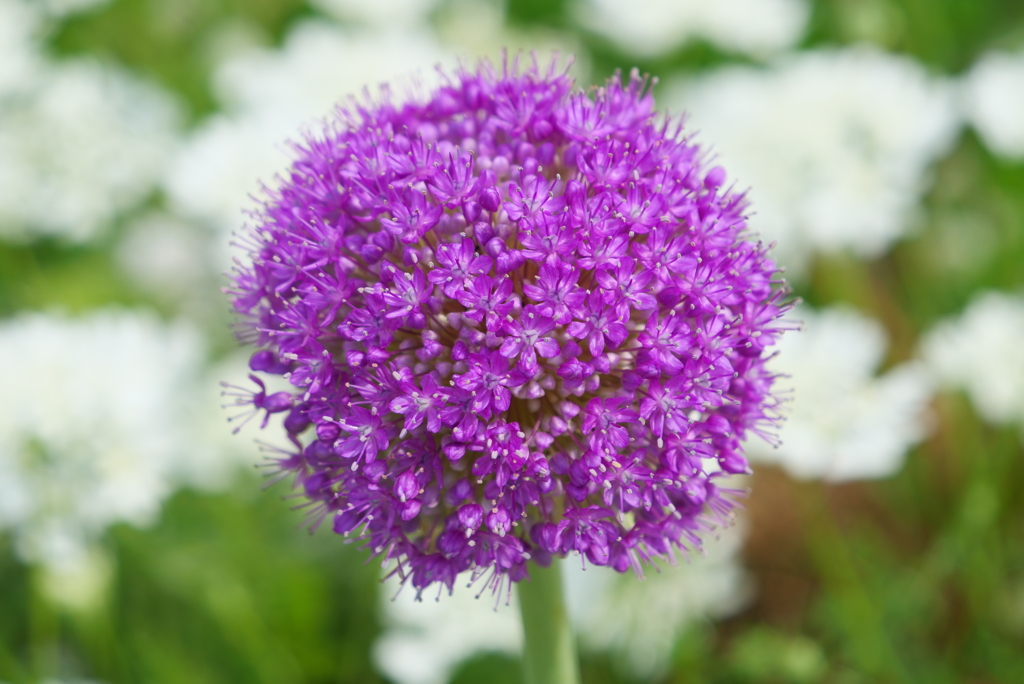 アリウム·ギガンチウム