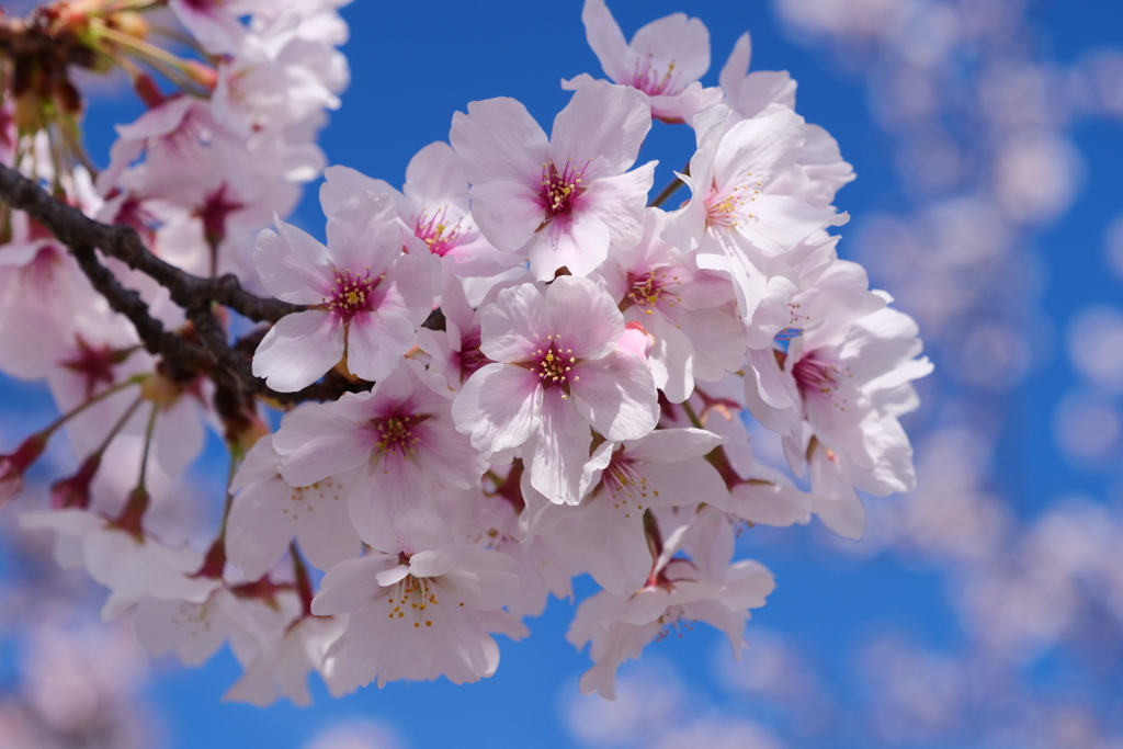桜