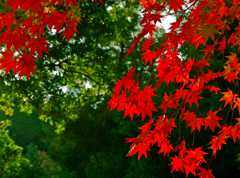 紅葉