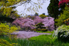 桜