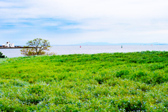 大阪南港舞洲　4