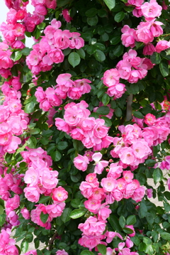 バラ　(アンジェラ)