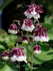 IMGP2454_1