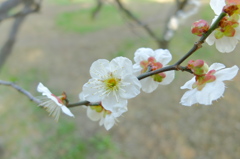 DSCF1479