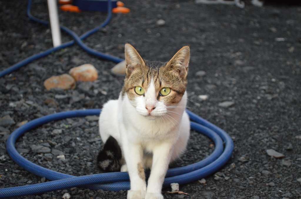 にゃん