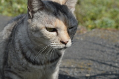 野良猫