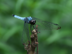 オオシオカラトンボ