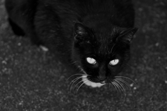 今日のビビリさん