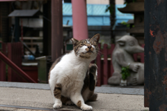 秋葉原の癒し系