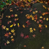 Autumn Leaves