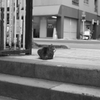 看板猫仕事中