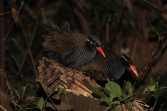 ペアで眠るヤンバルクイナ